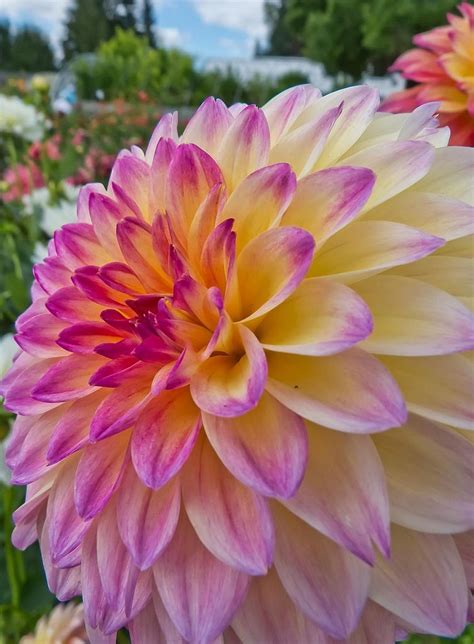 swan island dahlias|swan island dahlias near me.